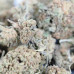 454g or 1Lb of Blueberry Kush bag 3lb minimum order