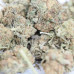 454g or 1Lb of Blueberry Kush bag 3lb minimum order