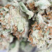454g or 1Lb of Sugar Daddy bag (buds are hard as a rock)