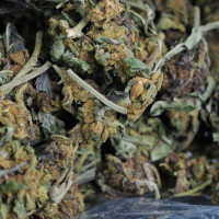 454g or 1Lb of Blueberry Kush bag 5lb minimum order
