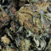 454g or 1Lb of Blueberry Kush bag 5lb minimum order