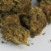 454g or 1Lb of Blueberry Kush bag well matured 2lb minimum order 