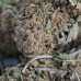 454g or 1Lb of Blue Haze bag with some seeds - 5lb minimum order