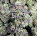 454g or 1Lb of Purple Roze Organic Boutique Grown Indoor Bag